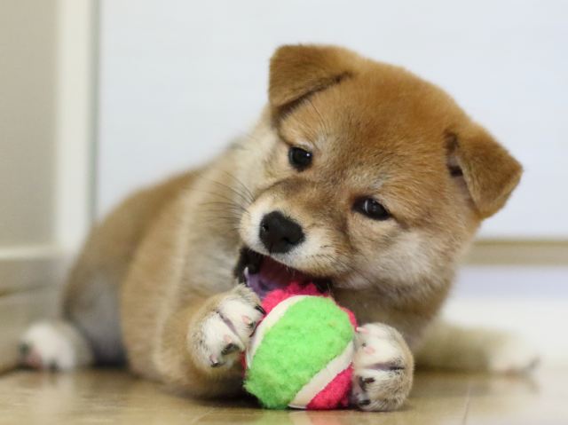 fp5a3375-puppy fp5a3375-puppy