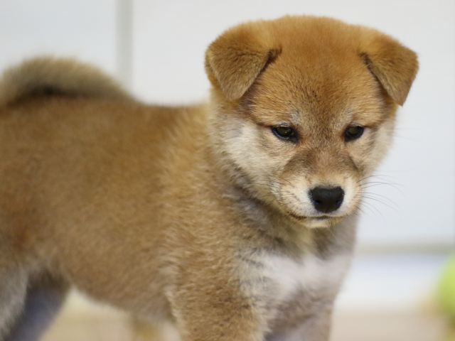 fp5a3391-puppy fp5a3391-puppy