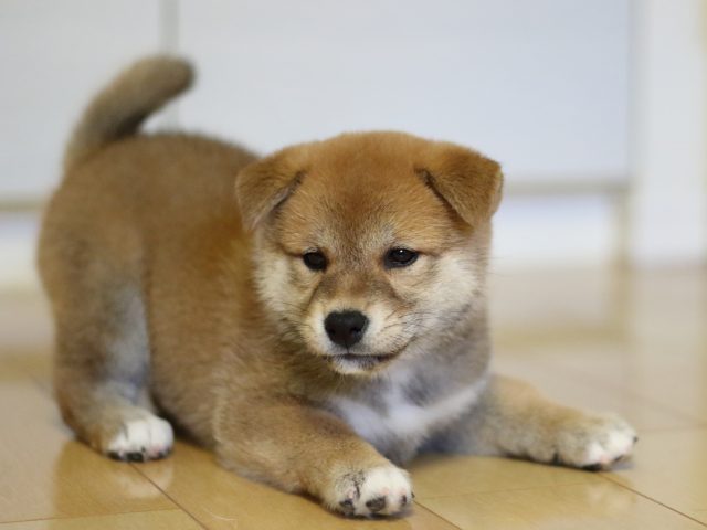 fp5a3398-puppy fp5a3398-puppy