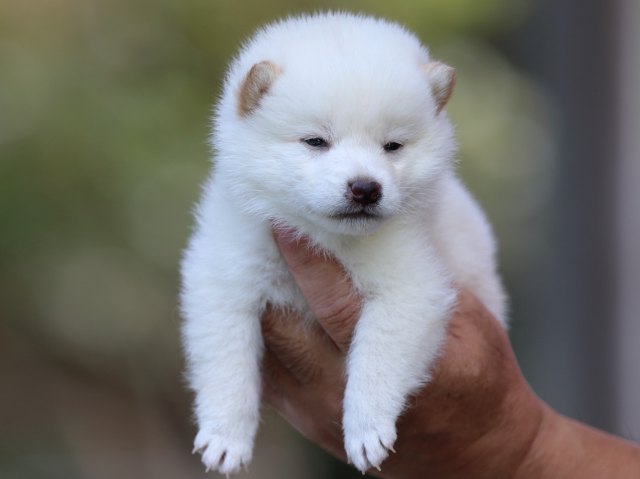 fp5a3503-puppy fp5a3503-puppy