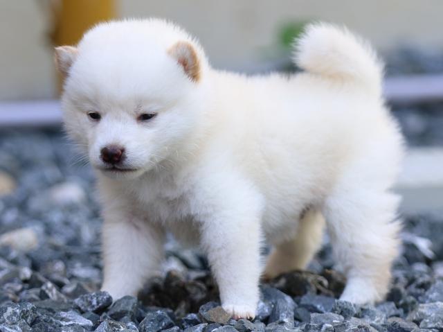 fp5a3519-puppy fp5a3519-puppy