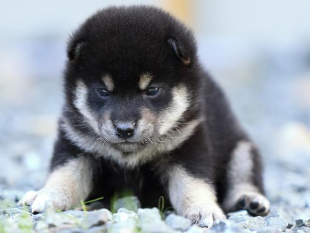 fp5a3555-puppy fp5a3555-puppy