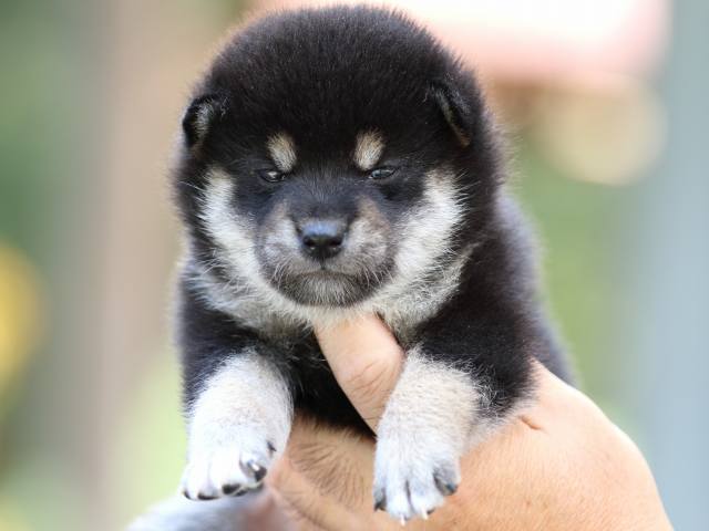 fp5a3567-puppy fp5a3567-puppy