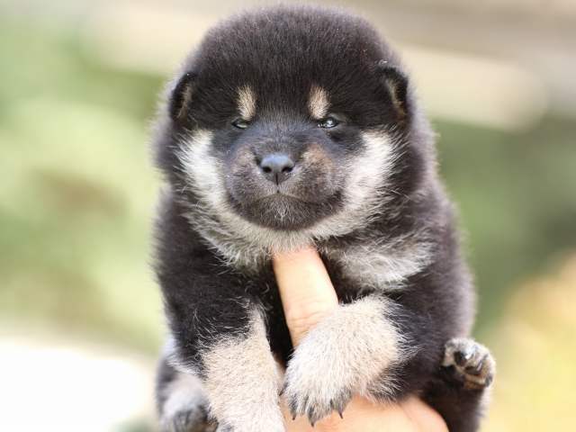 fp5a3590-puppy fp5a3590-puppy