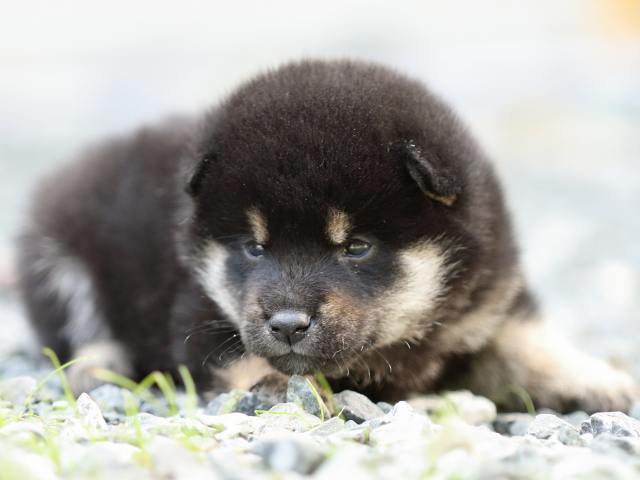 fp5a3601-puppy fp5a3601-puppy