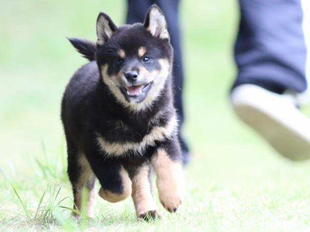 fp5a4322-puppy fp5a4322-puppy