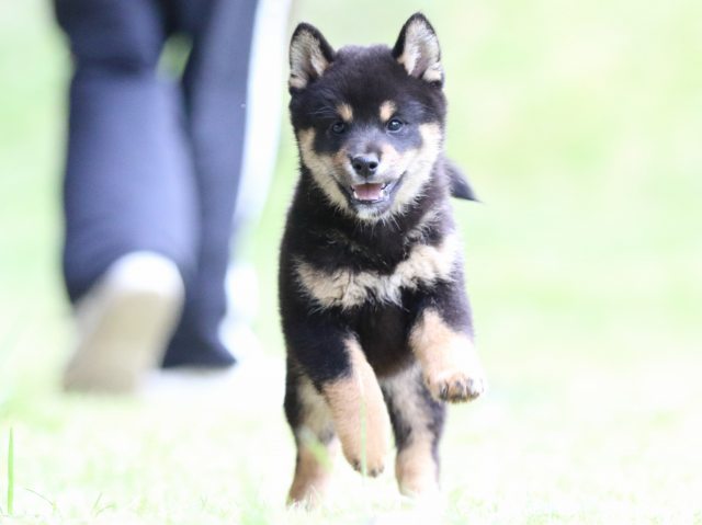 fp5a4325-puppy fp5a4325-puppy