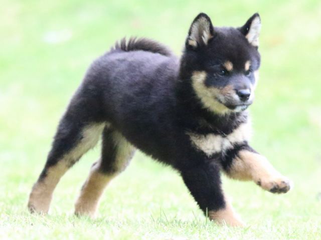 fp5a4385-puppy fp5a4385-puppy