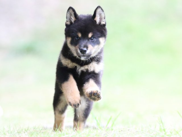 fp5a4405-puppy fp5a4405-puppy