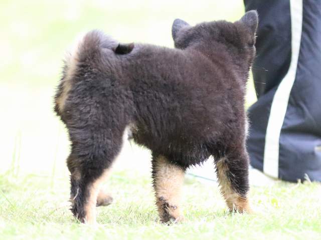 fp5a4509-puppy fp5a4509-puppy