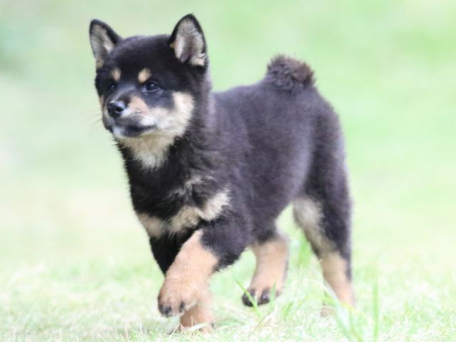 fp5a4511-puppy fp5a4511-puppy