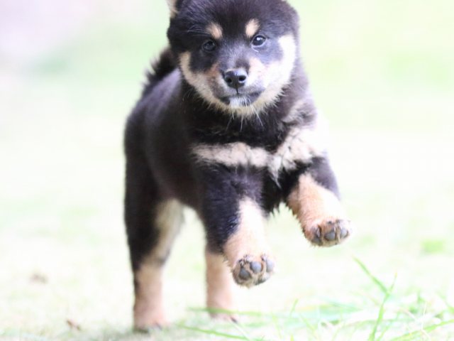 fp5a4558-puppy fp5a4558-puppy