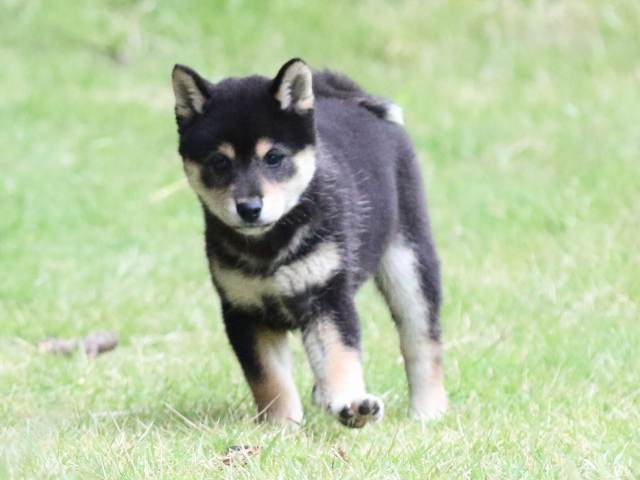 fp5a4673-puppy fp5a4673-puppy