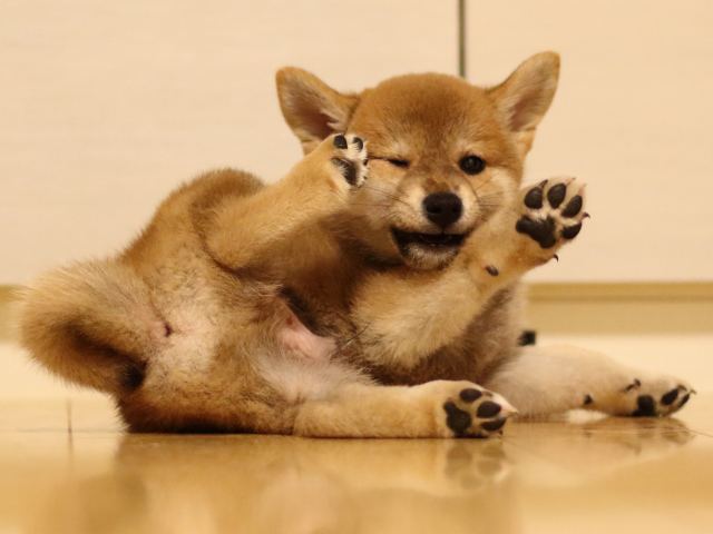 fp5a4745-puppy fp5a4745-puppy