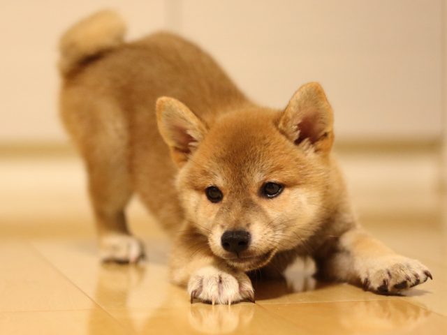 fp5a4763-puppy fp5a4763-puppy