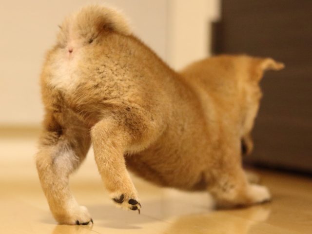 fp5a4765-puppy fp5a4765-puppy