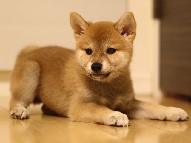 fp5a4784-puppy fp5a4784-puppy