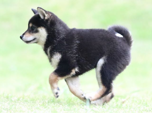 fp5a4796-puppy fp5a4796-puppy