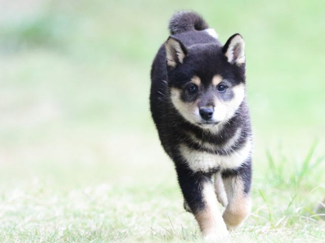 fp5a4801-puppy fp5a4801-puppy