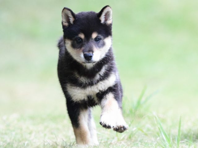 fp5a4802-puppy fp5a4802-puppy