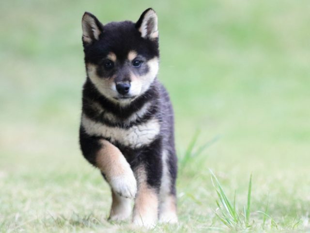 fp5a4803-puppy fp5a4803-puppy