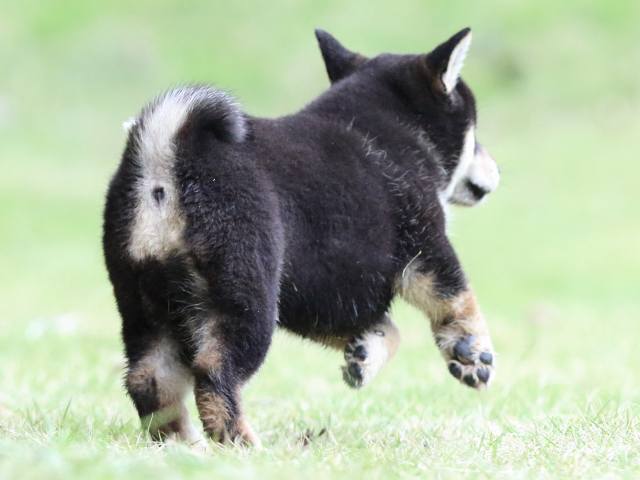 fp5a4811-puppy fp5a4811-puppy