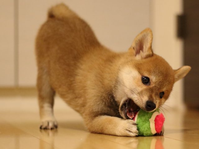 fp5a4824-puppy fp5a4824-puppy