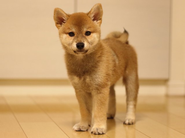 fp5a4866-puppy fp5a4866-puppy