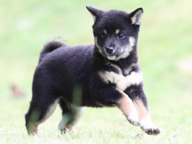 fp5a4869-puppy fp5a4869-puppy