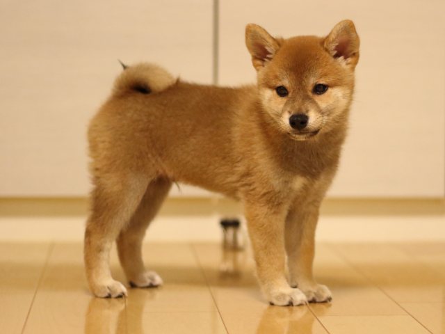 fp5a4878-puppy fp5a4878-puppy