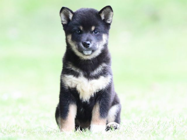 fp5a4879-puppy fp5a4879-puppy