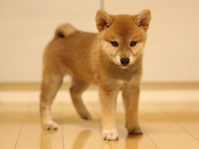 fp5a4885-puppy fp5a4885-puppy