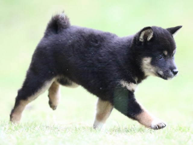 fp5a4908-puppy fp5a4908-puppy