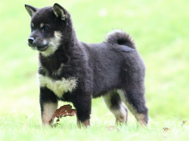 fp5a4928-puppy fp5a4928-puppy