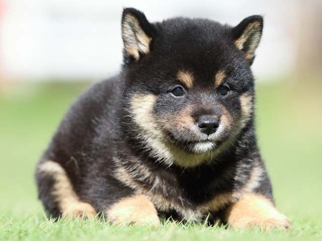 fp5a5000-puppy fp5a5000-puppy