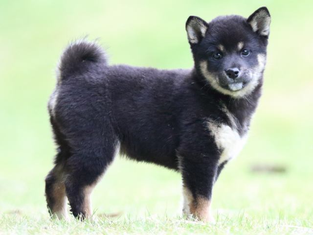 fp5a5011-puppy fp5a5011-puppy