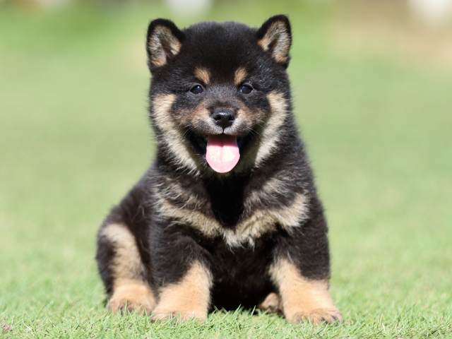 fp5a5013-puppy fp5a5013-puppy
