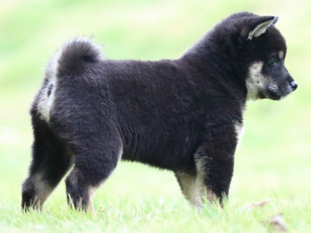 fp5a5037-puppy fp5a5037-puppy
