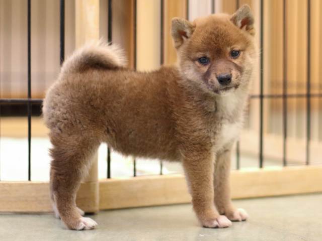 fp5a5054-puppy fp5a5054-puppy