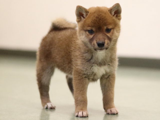 fp5a5061-puppy fp5a5061-puppy
