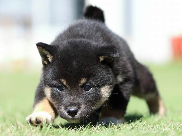 fp5a5064-puppy fp5a5064-puppy