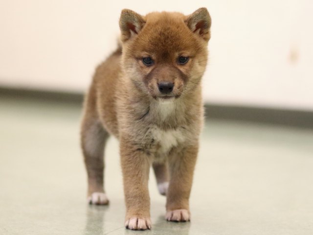 fp5a5065-puppy fp5a5065-puppy
