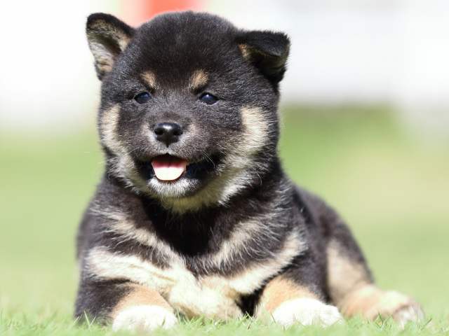 fp5a5078-puppy fp5a5078-puppy