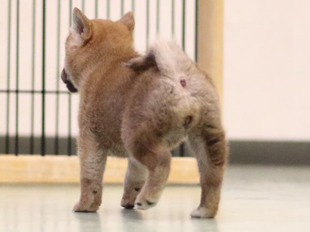 fp5a5114-puppy fp5a5114-puppy