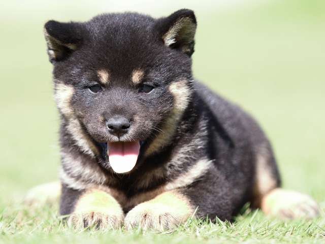 fp5a5147-puppy fp5a5147-puppy