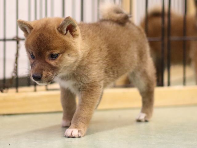 fp5a5148-puppy fp5a5148-puppy