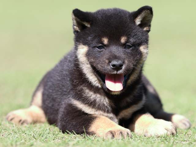 fp5a5191-puppy fp5a5191-puppy