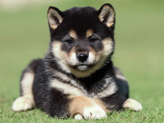 fp5a5202-puppy fp5a5202-puppy