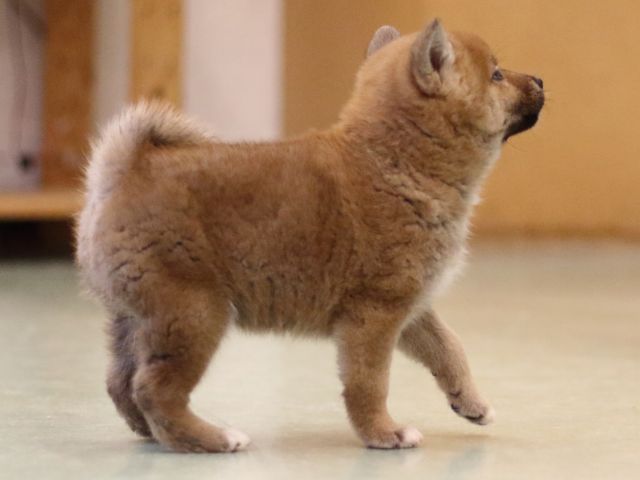 fp5a5245-puppy fp5a5245-puppy