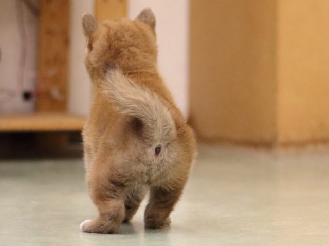 fp5a5254-puppy fp5a5254-puppy